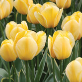 Hectarul - Bulbi de lalele Jaap Groot, 5 bulbi